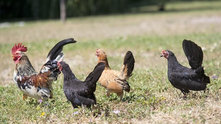 Serama-Huhn: 5 gute Gründe, dieses winzige Huhn zu behalten
