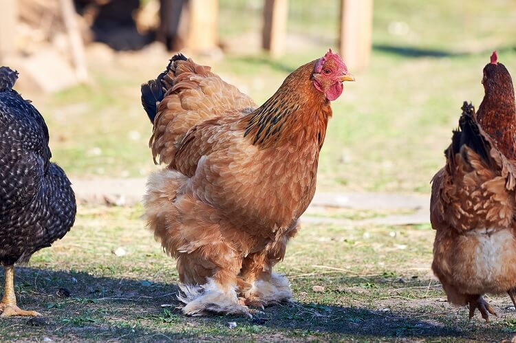 Die 11 teuersten Hühnerrassen der Welt