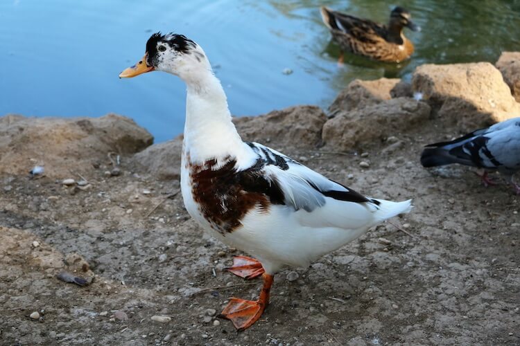 Magpie Duck: Qulluq Bələdçisi, Yumurta və daha çox...