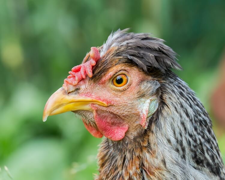 Top 8 Beste Hühner, die blaue Eier legen