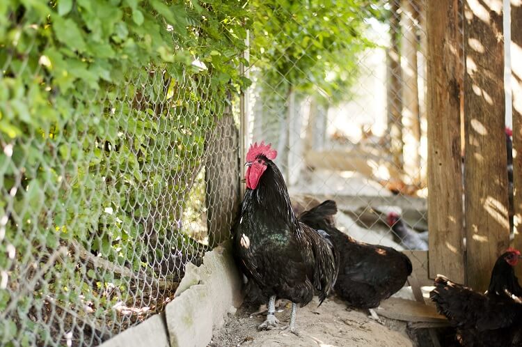 15 Häufigste Wege, Ihre Hühner versehentlich zu töten