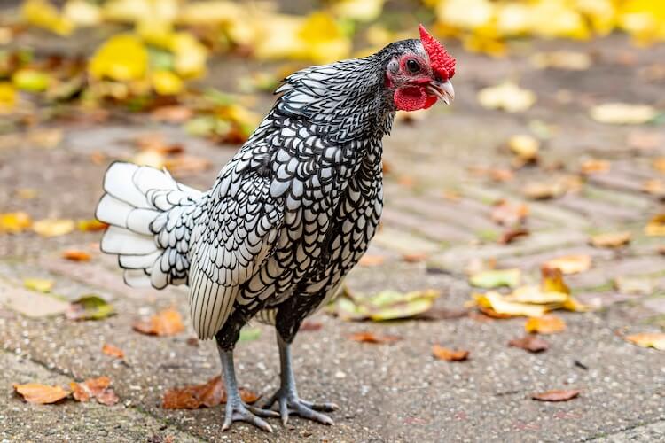 Sebright Chicken a h-uile dad a dh ’fheumas tu: Seòrsan dhathan agus barrachd…