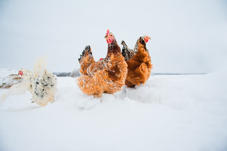 Legehühner im Winter halten: Der Leitfaden für Anfänger