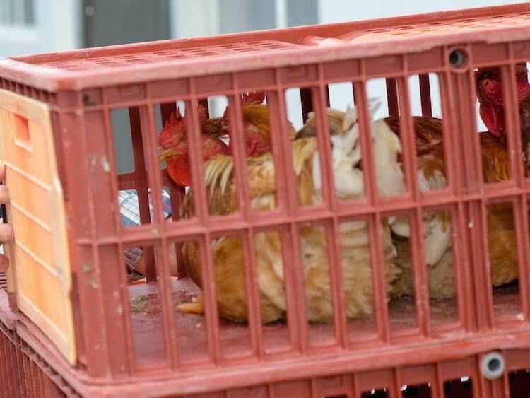 Wie man Hühner transportiert: Der endgültige Leitfaden