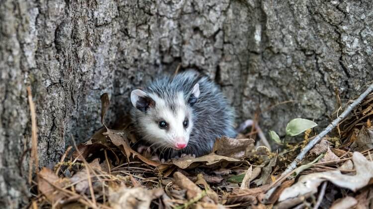 Opossums fressen Hühner: Angriffszeichen, Herdensicherheit und mehr...