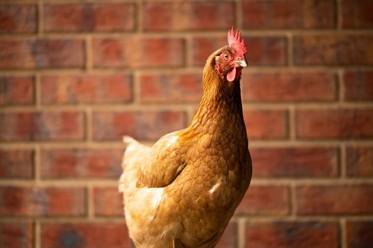 ISA Braunes Huhn Pflegeanleitung: Temperament und Eiablage