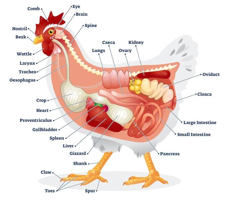 Anatomie der Hühner: Ein vollständiger visueller Leitfaden