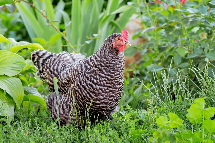 11 perfekte Hühnerrassen für kleine Hinterhöfe
