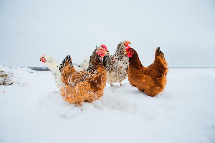 Die 10 besten Methoden, um Hühnerwasser vor dem Einfrieren zu bewahren