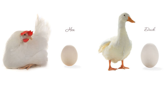 Enteneier vs. Hühnereier: Welches ist das goldene Ei?