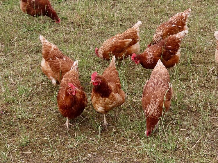 Die 15 beliebtesten Hühnerfarben