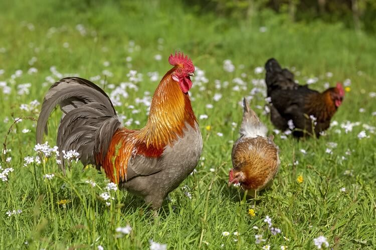 Warum niest mein Huhn? der komplette Pflegeleitfaden